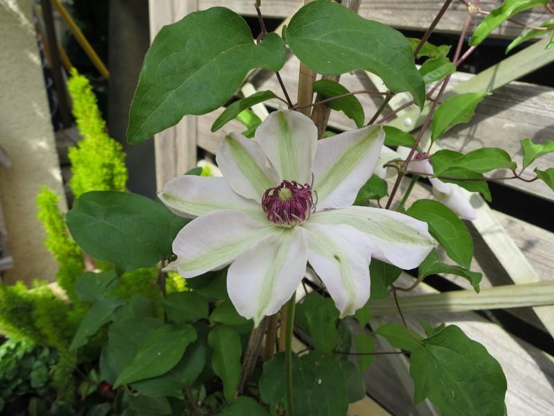 Clematis