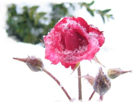 Rose im Eisregen 4.12.05